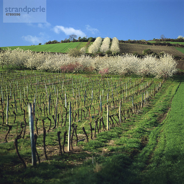 Obstplantage in Limage  Puy de DÙme  Auvergne  Frankreich  Europa