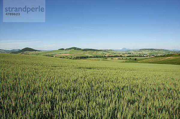Maisfeld in der Ebene von Limagne  Auvergne  Frankreich  Europa