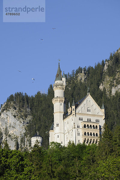 Schloss Neuschwanstein und Gleitschirmflieger  Füssen  Tegelberg  Oberbayern  Bayern  Deutschland  Europa