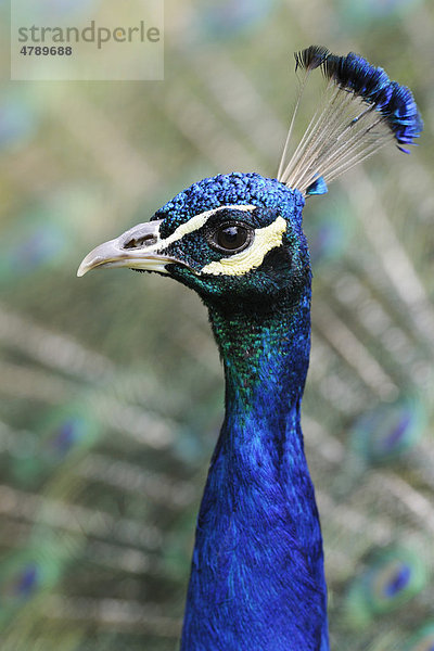 Blauer Pfau (Pavo cristatus)  Portrait
