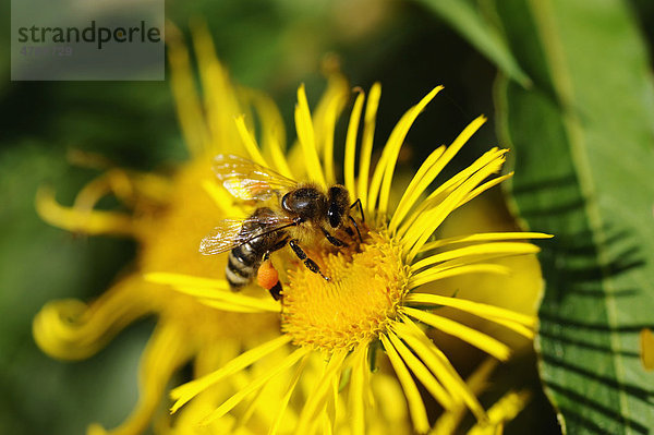 Honigbiene (Apis mellifera)  auf einer Blüte
