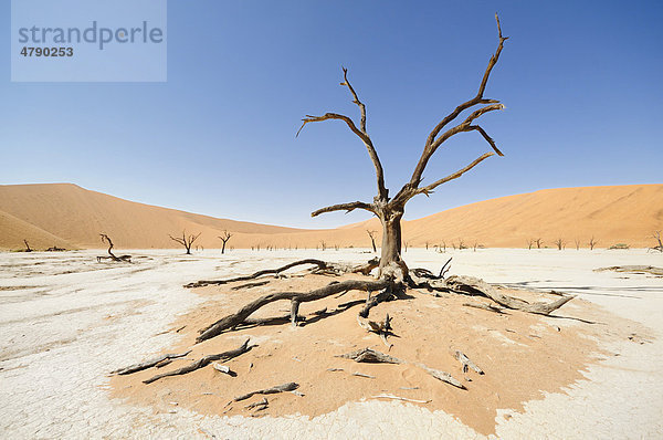 Tote Bäume auf ausgetrockneter Lehmpfanne vor Dünen  Deadvlei  Sossusvlei  Namib-Naukluft-Park  Namib-Wüste  Namibia  Afrika