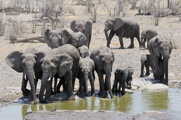 Afrikanische Elefanten (Loxodonta africana)  Elefantenherde am Moringa-Wasserloch in Halali  Etosha National Park  Namibia  Afrika