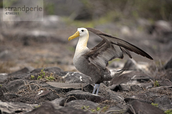 Galapagos-Albatros (Diomedea irrorata)  Altvogel mit ausgebreiteten Flügeln  Galapagos-Inseln