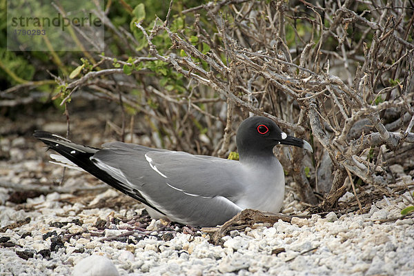 Gabelschwanzmöwe (Creagrus furcatus)  Altvogel auf Nest sitzend  Galapagos-Inseln