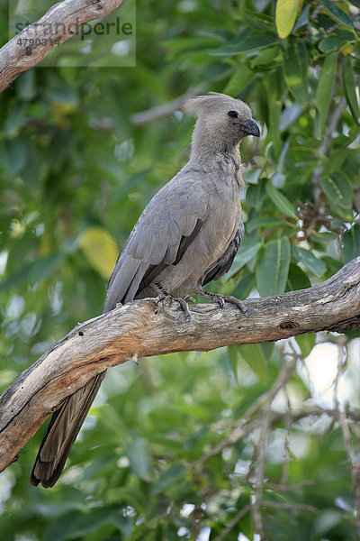 Grauer Lärmvogel (Corythaixoides concolor)  Altvogel auf Baum  Kruger-Nationalpark  Südafrika
