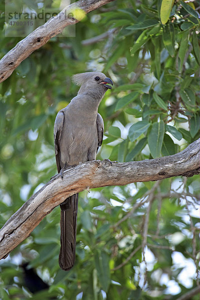 Grauer Lärmvogel (Corythaixoides concolor)  Altvogel beim Rufen auf Baum  Kruger-Nationalpark  Südafrika
