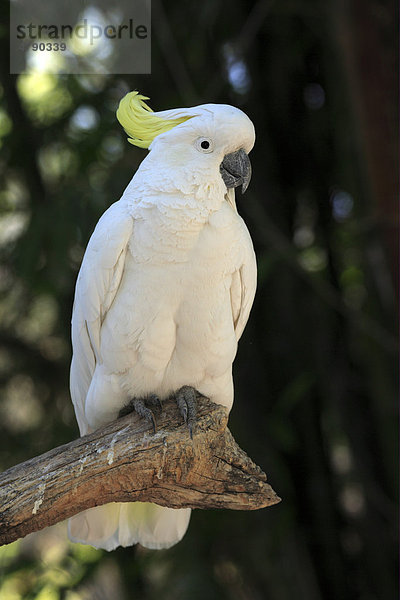 Gelbhaubenkakadu (Cacatua galerita)  Männchen auf einem Ast  Australien