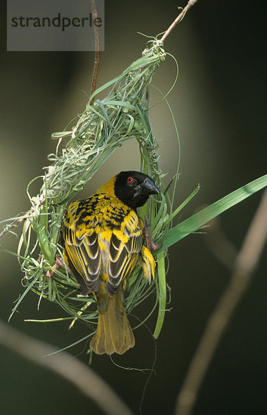 Textorweber oder Dorfweber (Ploceus cucullatus nigriceps) beim Nestbau  mit gedrehtem Kopf  Simbabwe  Afrika