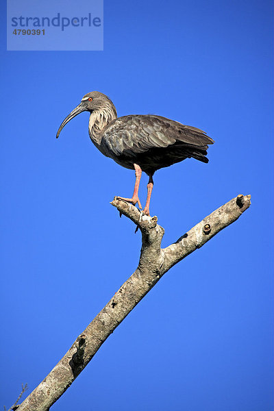 Stirnbandibis (Theristicus caerulescens)  Altvogel auf Ast  Pantanal  Mato Grosso  Brasilien  Südamerika