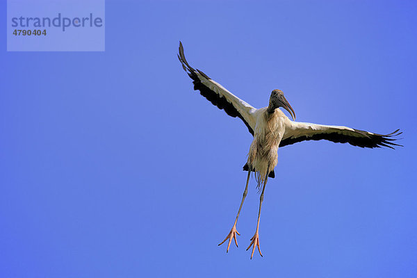 Waldstorch (Mycteria americana)  Altvogel im Flug  Florida  USA