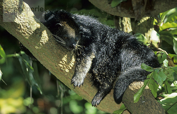 Binturong oder Marderbär (Arctictis binturong)  Alttier beim Ausruhen auf Baum