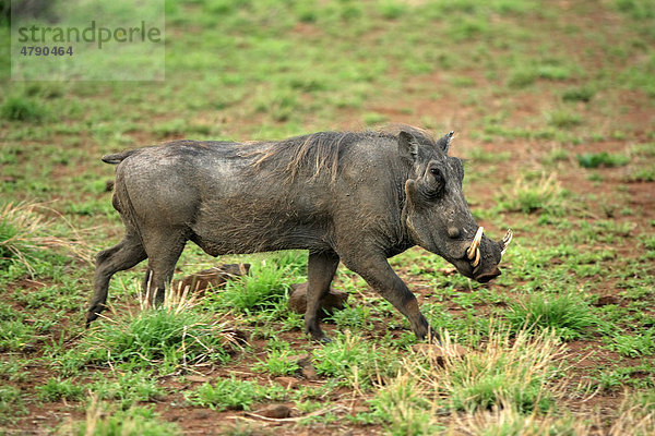 Wüstenwarzenschwein (Phacochoerus aethiopicus)  gehendes männliches Alttier  Krüger Nationalpark  Südafrika