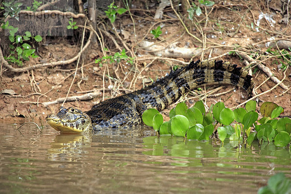 Brillenkaiman (Caiman yacare)  Alttier geht ins Wasser  Pantanal  Mato Grosso  Brasilien  Südamerika