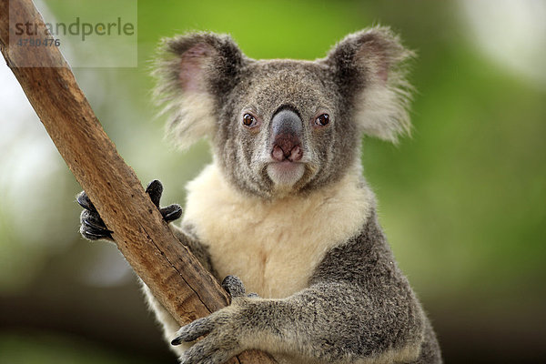 Koala (Phascolarctos cinereus)  Alttier  Porträt  Australien