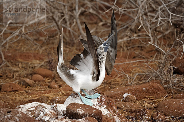 Blaufußtölpel (Sula nebouxii)  Altvogel bei der Balz  Galapagos-Inseln  Pazifik