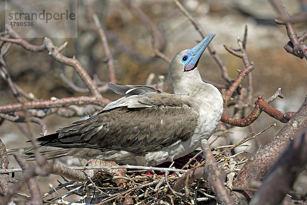 Rotfußtölpel (Sula sula)  Altvogel  auf Nest im Baum sitzend  Galapagos-Inseln  Pazifik