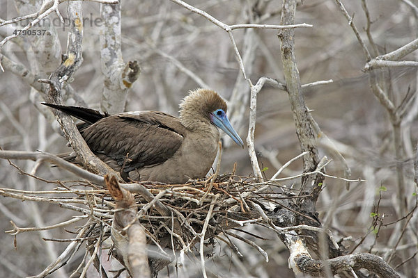 Rotfußtölpel (Sula sula)  Altvogel  auf Nest im Baum sitzend  Galapagos-Inseln  Pazifik