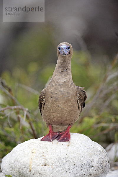 Rotfußtölpel (Sula sula)  Altvogel  stehend auf Fels  Galapagos-Inseln  Pazifik