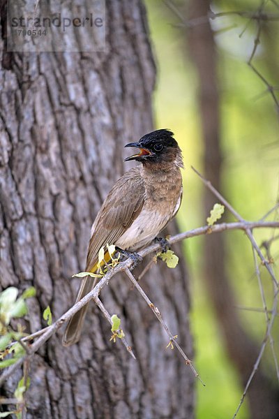 Graubülbül (Pycnonotus barbatus)  Altvogel beim Rufen  auf Baum  Kruger-Nationalpark  Südafrika