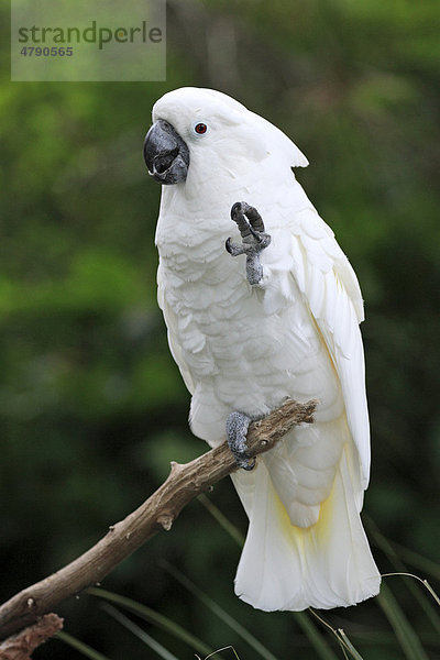 Weißhaubenkakadu (Cacatua alba)  Altvogel  mit angehobenem Fuß