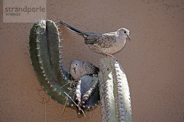 Inkatäubchen (Columbina inca)  Paar auf Nest in Kaktus  Sonora-Wüste  Arizona  USA