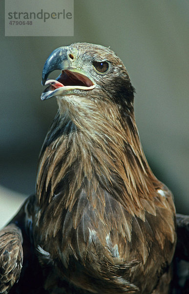 Bindenseeadler (Haliaeetus leucoryphus)  Altvogel  Porträt  mit geöffnetem Schnabel