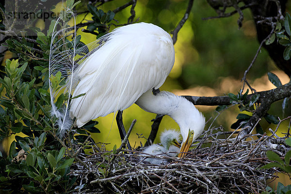 Silberreiher (Casmerodius albus)  Altvogel am Nest mit Küken  Florida  USA