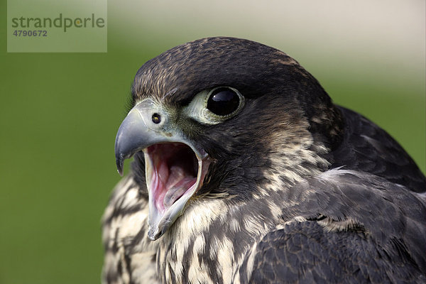 Wanderfalke (Falco peregrinus)  Altvogel beim Lautgeben  Porträt  Deutschland  Europa