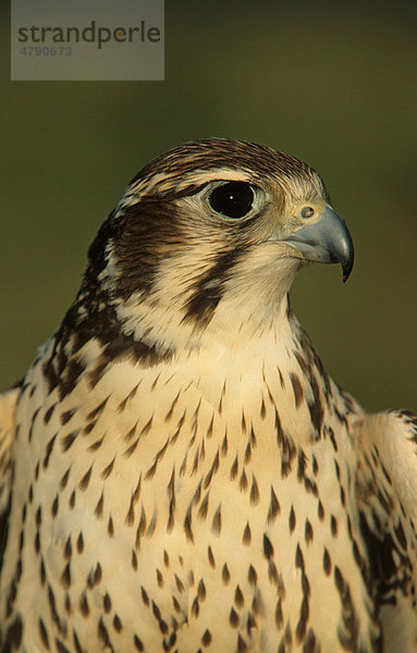 Präriefalke (Falco mexicanus)  Altvogel  Porträt  Utah  USA