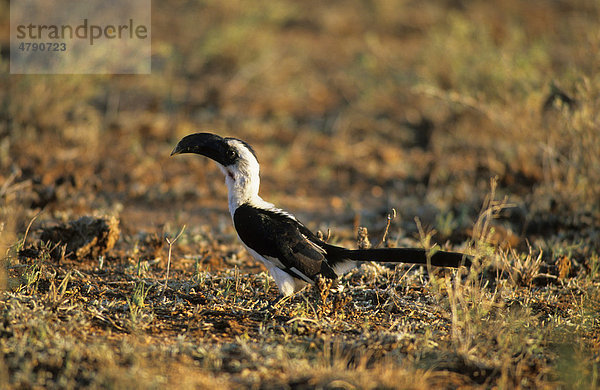 Decken-Toko (Tockus deckeni) auf dem Boden  Samburu Game Reserve  Wildtierreservat  Kenia  Afrika