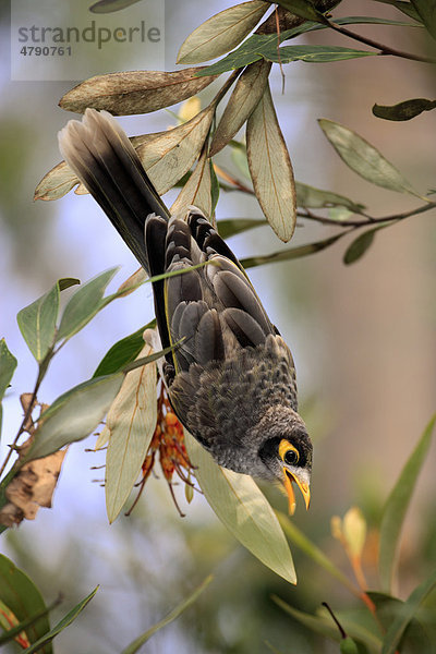 Weißstirn-Schwatzvogel (Manorina melanocephala) hängt in einem Baum  auf Nahrungssuche  Australien