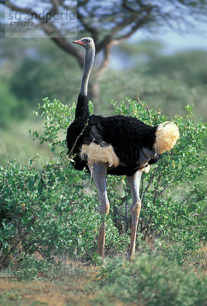 Somali-Strauß (Struthio molybdophanes c.)  Männchen  Samburu Game Reserve  Schutzgebiet  Kenia  Afrika