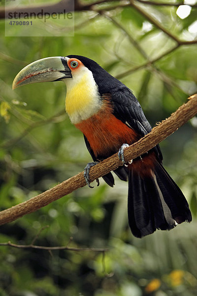 Bunttukan (Ramphastos dicolorus)  Altvogel auf Ast  Pantanal  Mato Grosso  Brasilien  Südamerika