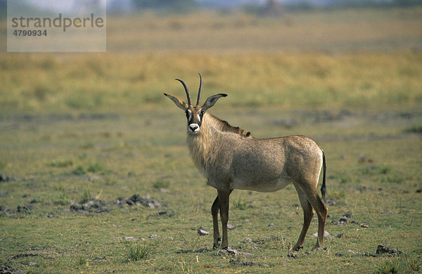 Pferdeantilope (Hippotragus equinus)  Alttier  im Stand im Grasland-Lebensraum  Chobe Nationalpark  Botswana  Afrika