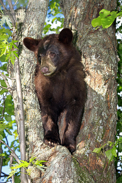 Amerikanischer Schwarzbär (Ursus americanus)  Jungtier klettert auf Baum  Minnesota  USA  Amerika
