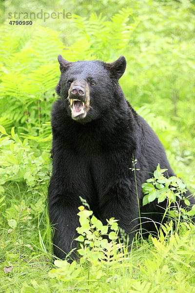 Amerikanischer Schwarzbär (Ursus americanus)  Alttier sitzt im Wald und fletscht die Zähne  Minnesota  USA  Amerika