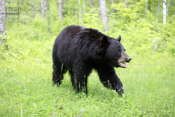 Amerikanischer Schwarzbär (Ursus americanus)  Alttier geht durch den Wald  Minnesota  USA  Amerika