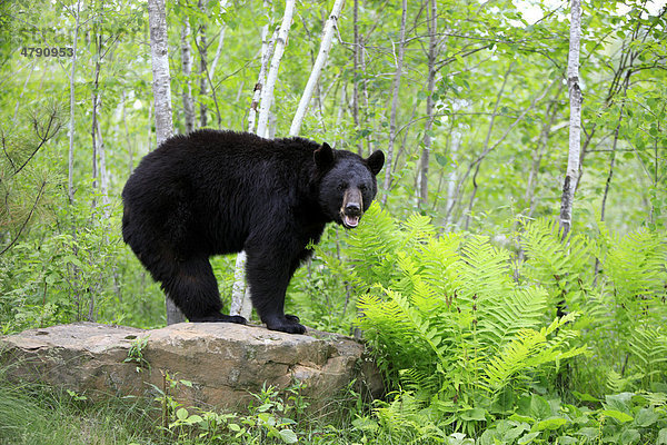 Amerikanischer Schwarzbär (Ursus americanus)  Alttier steht auf Fels im Wald  Minnesota  USA  Amerika