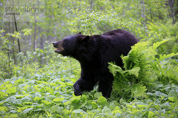 Amerikanischer Schwarzbär (Ursus americanus)  Alttier geht durch den Wald  Minnesota  USA  Amerika