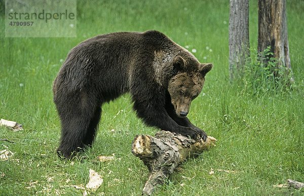 Grizzlybär (Ursus arctos horribilis)  männliches Alttier dreht einen herabgefallenen Ast mit den Vorderpfoten um