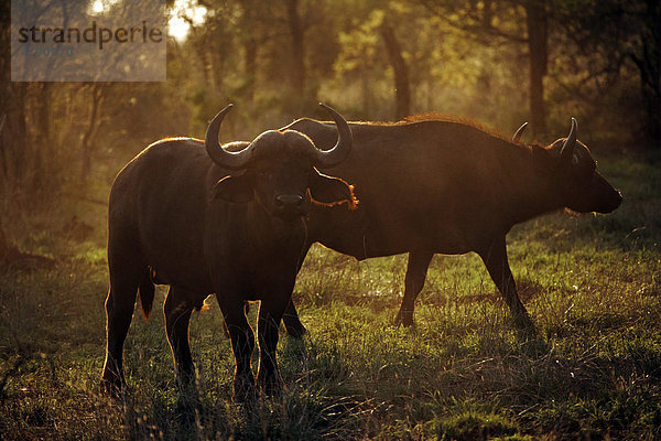 Afrikanischer Büffel (Syncerus caffer)  zwei Alttiere am Abend im Gegenlicht  Krüger Nationalpark  Südafrika  Afrika