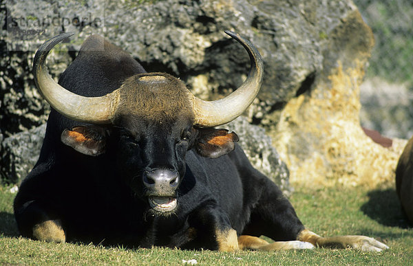 Gaur (Bos gaurus)  ausgewachsenes Männchen liegend auf Gras