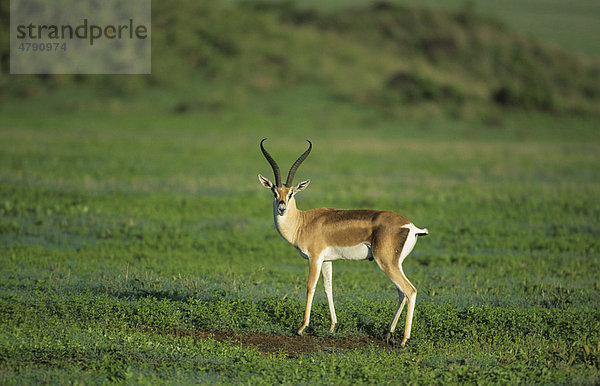 Grant-Gazelle (Gazella granti)  stehend  Samburu-Wildreservat  Kenia  Afrika