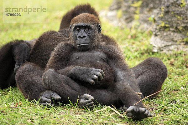 Westlicher Flachlandgorilla (Gorilla gorilla gorilla)  Jungtiere beim Ausruhen