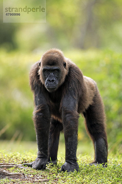 Westlicher Flachlandgorilla (Gorilla gorilla gorilla)  ausgewachsenes Weibchen  Knöchelgang
