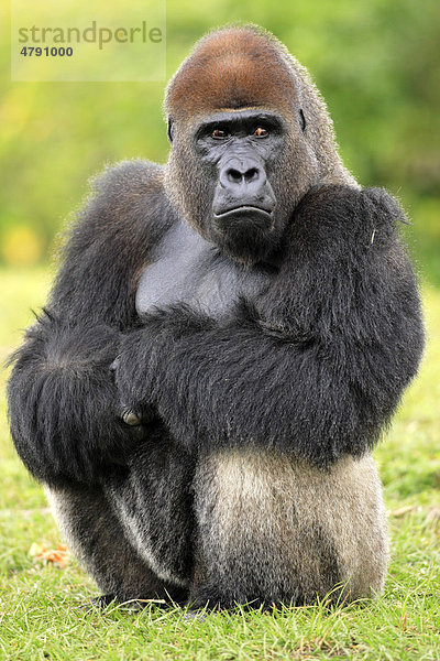 Westlicher Flachlandgorilla (Gorilla gorilla gorilla)  ausgewachsenes Männchen  sitzend