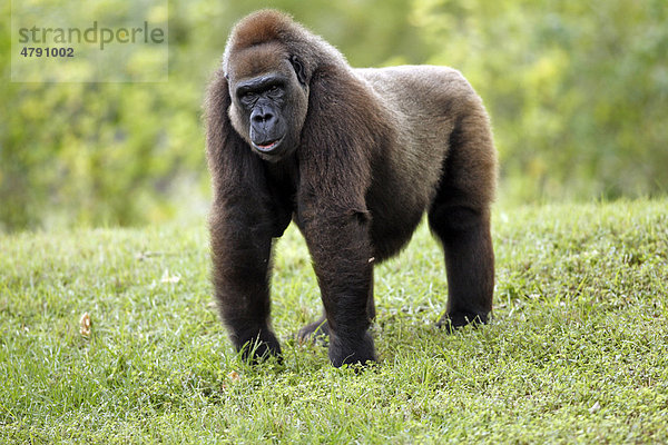 Westlicher Flachlandgorilla (Gorilla gorilla gorilla)  ausgewachsenes Weibchen  Knöchelgang