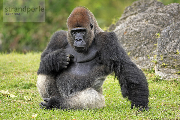 Westlicher Flachlandgorilla (Gorilla gorilla gorilla)  ausgewachsenes Männchen  sitzend