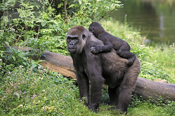 Westlicher Flachlandgorilla (Gorilla gorilla gorilla)  ausgewachsenes Weibchen  mit Baby auf Rücken